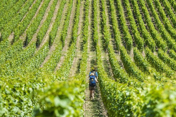 Dans les vignobles du roannais  - &copy;Luc Olivier