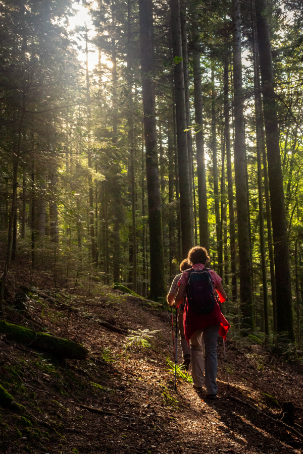 Forêt sur le massif du Donon  - &copy;Pays de la Déodatie - Sophie Speller