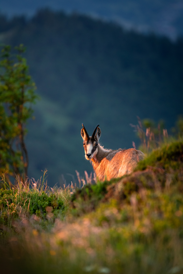 Chamois sur les crêtes du Hohneck  